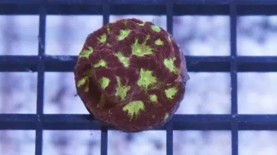 Favites Brain Coral: Green Eye w/ Red Rim - Aquacultured - Save 23%