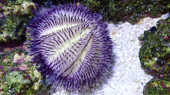 Hairy Pincushion Urchin: Purple