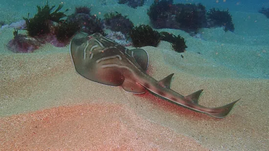 Eastern Fiddler Ray - Australia