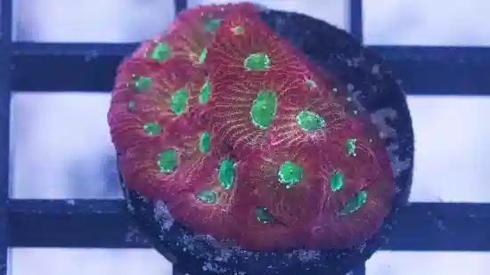 Favia Brain Coral: Orange/Red with Green Eyes