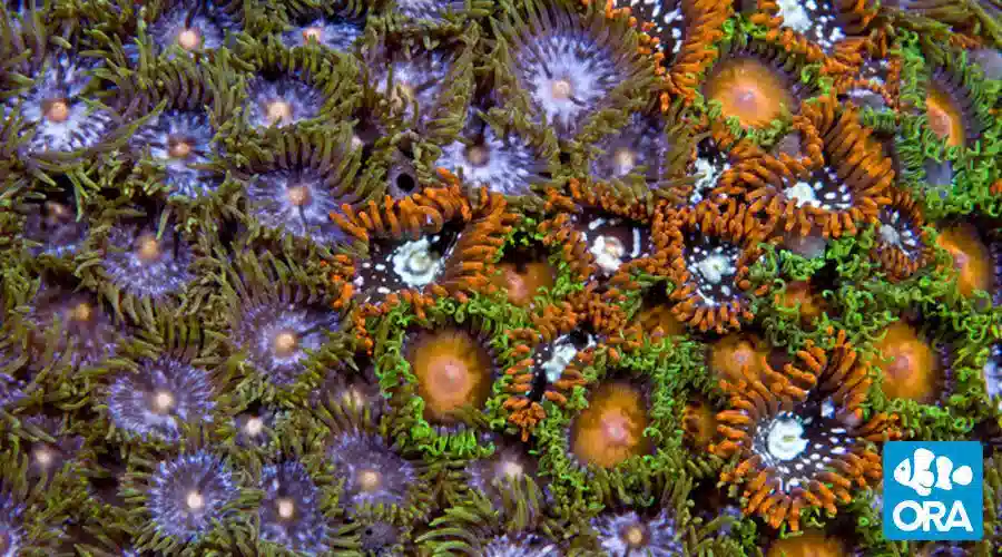 ORA Assorted Zoanthids Coral - Micronesian