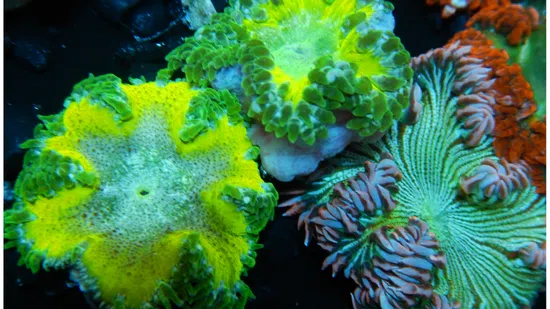 Rock Flower Anemone: Assorted Red