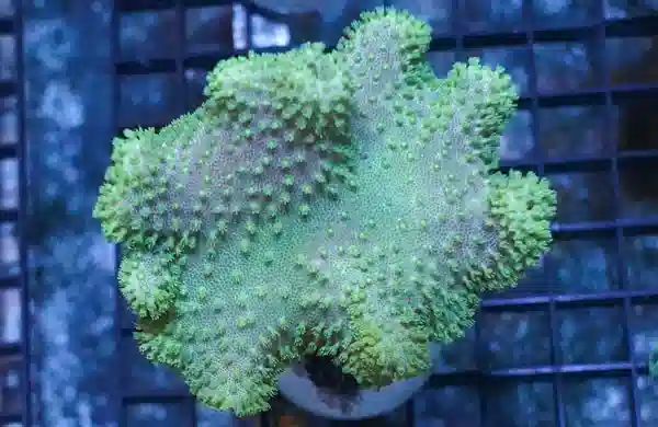 Umbrella Leather Green Polyp