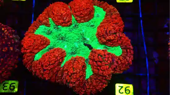 Symphyllia Brain Coral Dented Metallic Red Rim w/Green Center - Australia