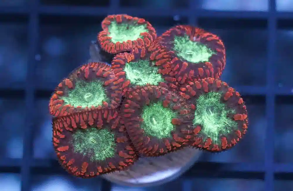 Blasto Coral Frag