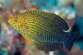 Potters Wrasse
