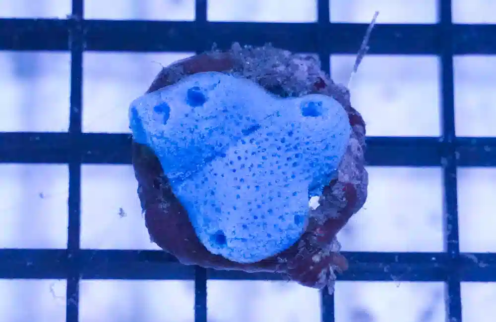 Blue Sponge: Nano - Aquacultured