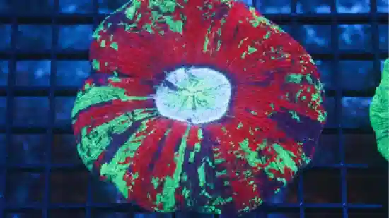 Brain Coral Folded - Multicolor  