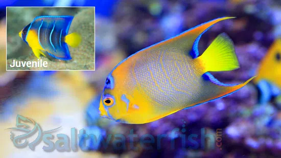 Queen Angelfish