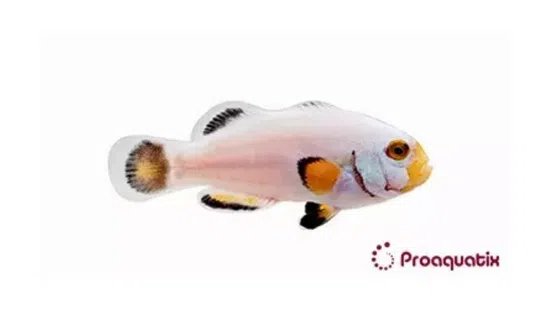 True Percula Clownfish: Platinum - Captive Bred - Save 21%