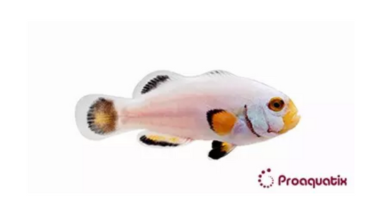 True Percula Clownfish: Platinum - Captive Bred