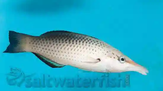 Black Bird Wrasse: Female