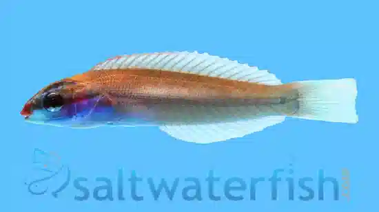 Redspot (Pink) Wrasse - Indo-Pacific