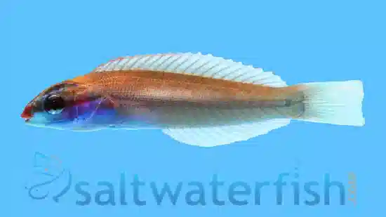 Redspot (Pink) Wrasse