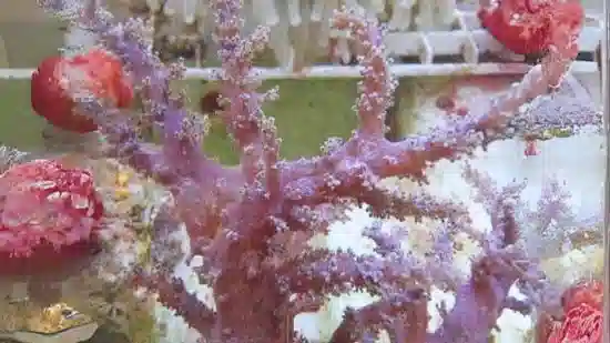 Litophyton Coral