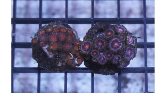 Zoanthid Fire and Ice - Indo Pacific