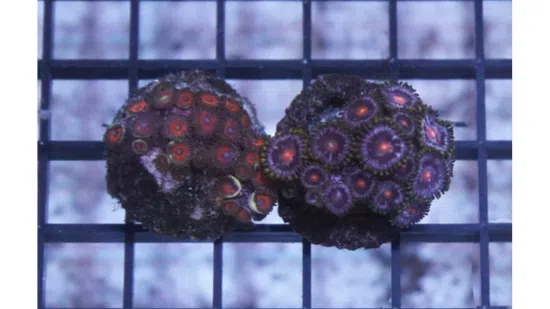 Zoanthid Fire and Ice 