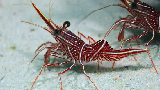 Camelback Shrimp - South Asia