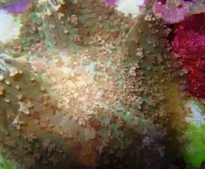 Mushroom Coral: Hairy