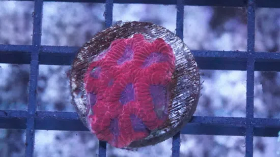 Favites Brain Coral: Red Eye w/ Purple Rim -Indo Pacific