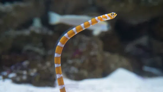 Splendid Garden Eel