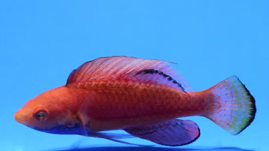 Blue Throat Sailfin Fairy Wrasse - Save 23%