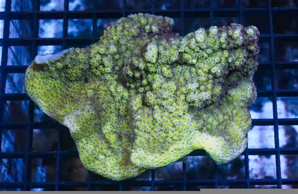 Encrusting Montipora: Yellow w/ Blue Polyp - South Pacific