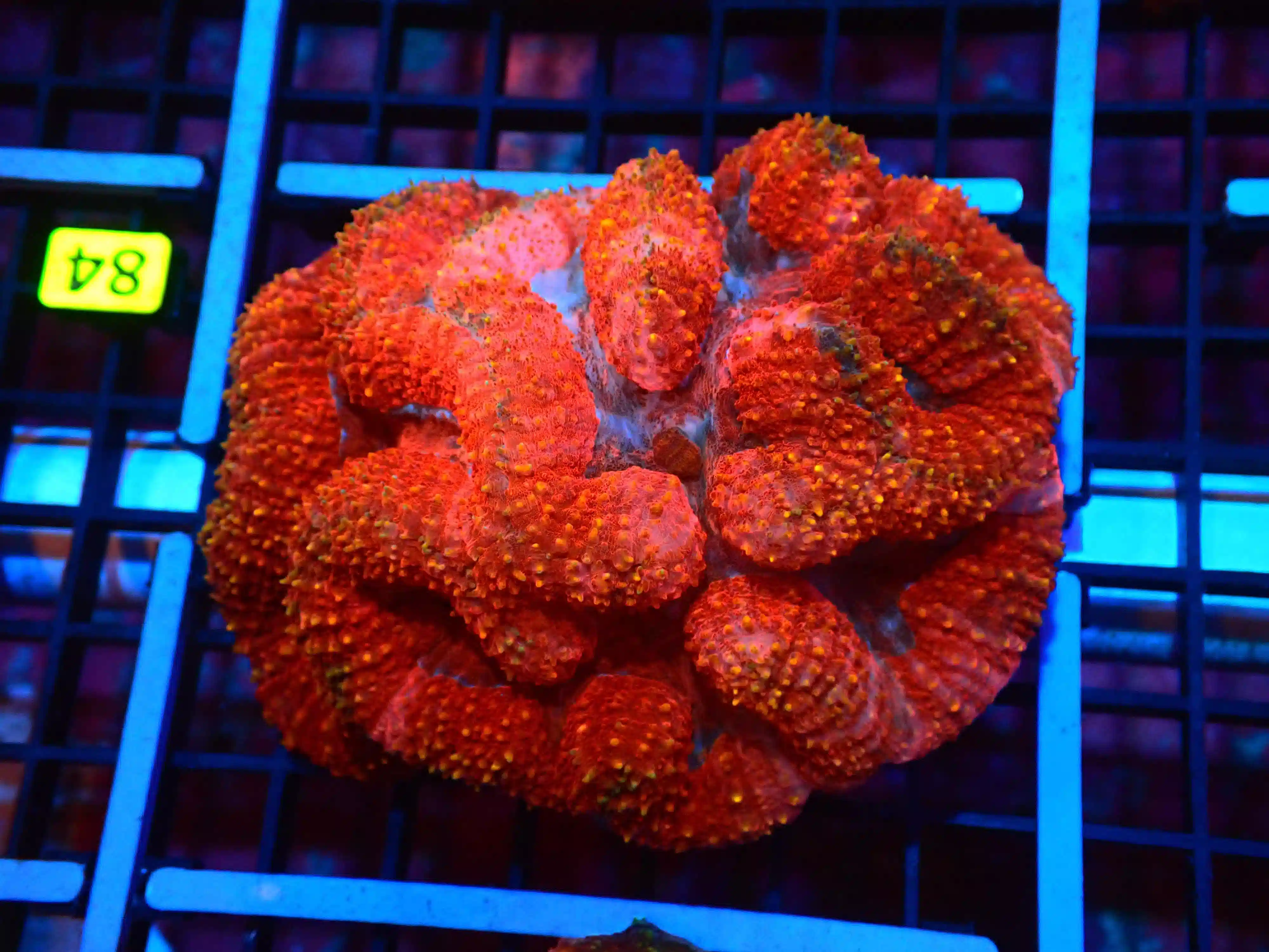 Symphyllia Brain Coral Dented Red