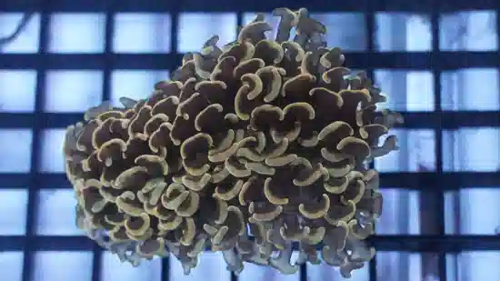 Wall Hammer Coral: Gold with Orange Tips