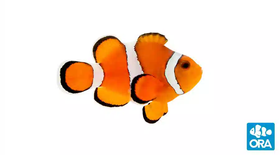 ORA Stubby Clownfish Captive-Bred