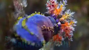 Sea Apple