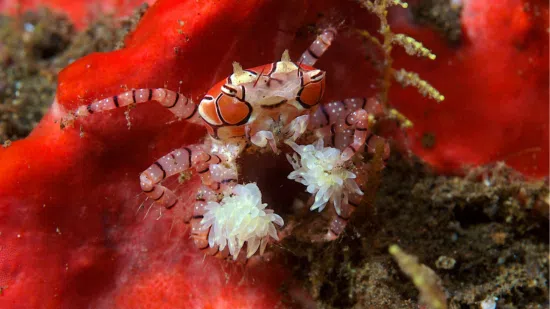 Pom-pom anemone, Animals