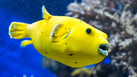 Golden Puffer