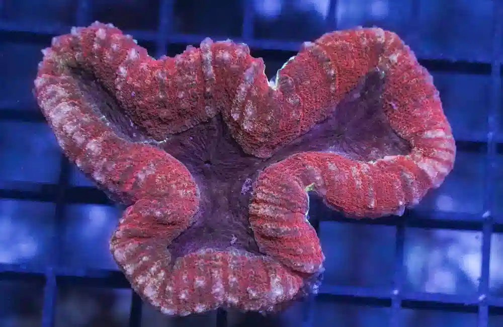 Lobophyllia Brain Coral: Red and Purple - Central Pacific