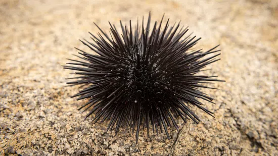 Short Spine Urchin