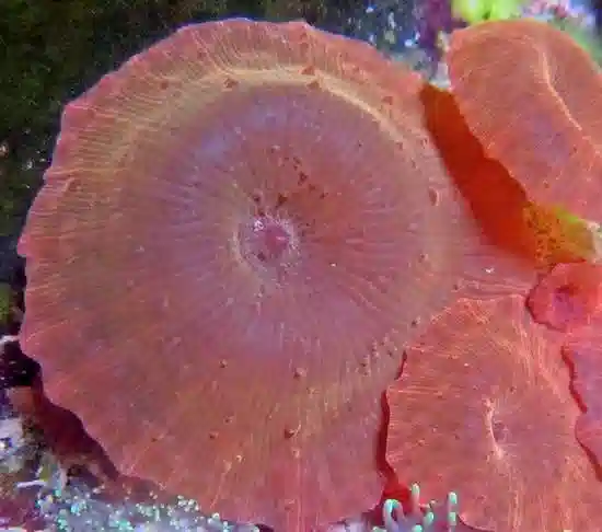Mushroom Coral: Red - Central Pacific