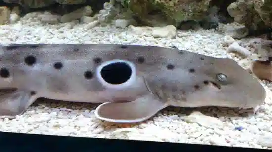 Papuan Epaulette Shark - Melanesia