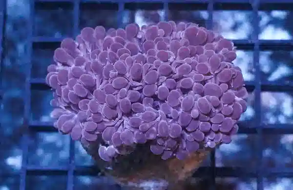 Pearl Bubble Coral - Aquacultured