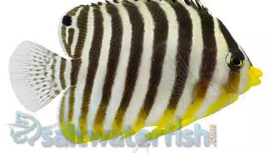 Multi-Barred Angelfish - Marshall Islands