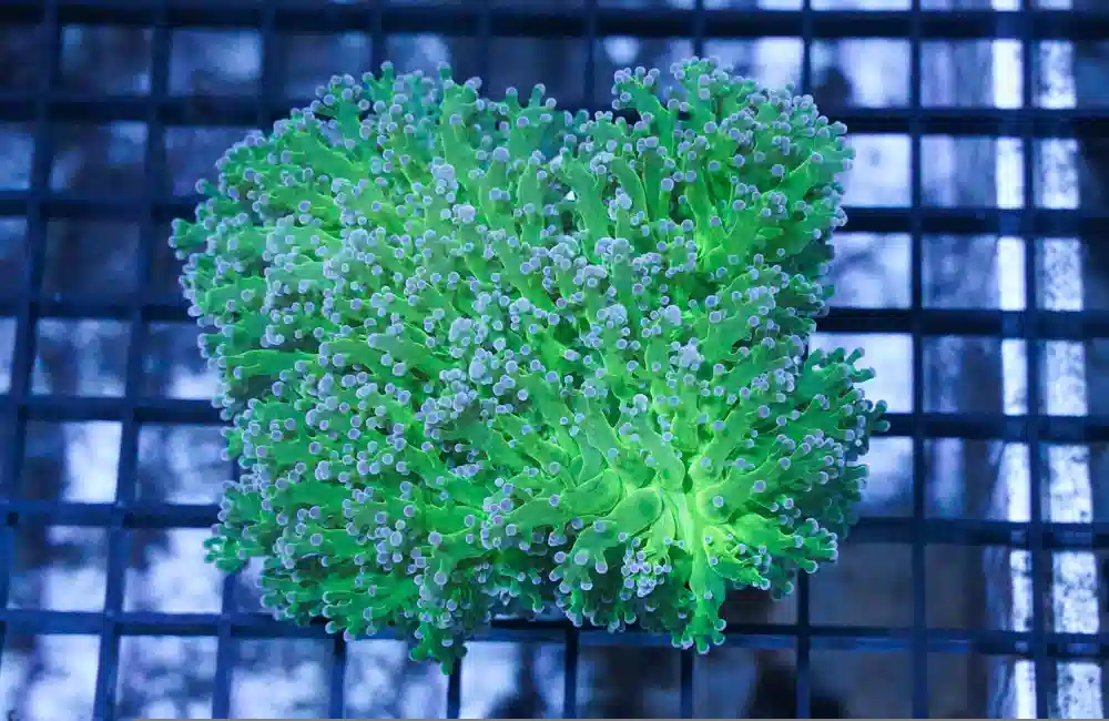 Frogspawn Coral: Green w/ Pink Tip