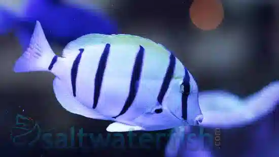 Convict Tang