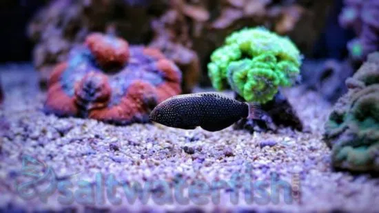 Black Leopard Wrasse - South Asia - Save 23%