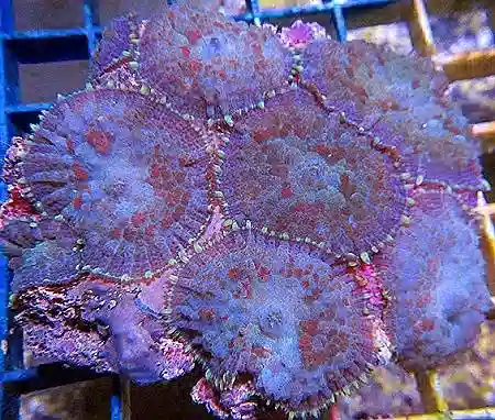 Mushroom Coral: Blue/ Green/ Violet - Aquacultured