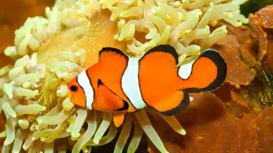 True Percula Clownfish: Misbar - Captive Bred