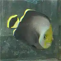 Grey Poma Angelfish