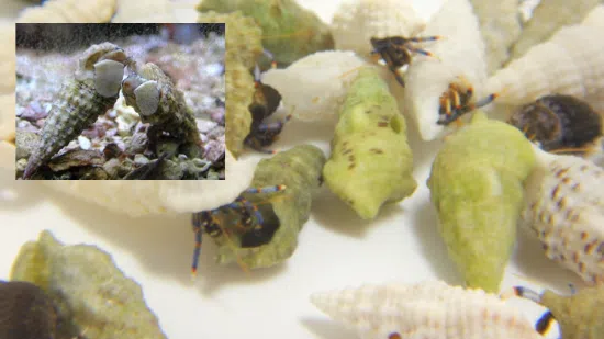 20 Dwarf Blue Leg Hermit Crabs + 20 Cerith Snails