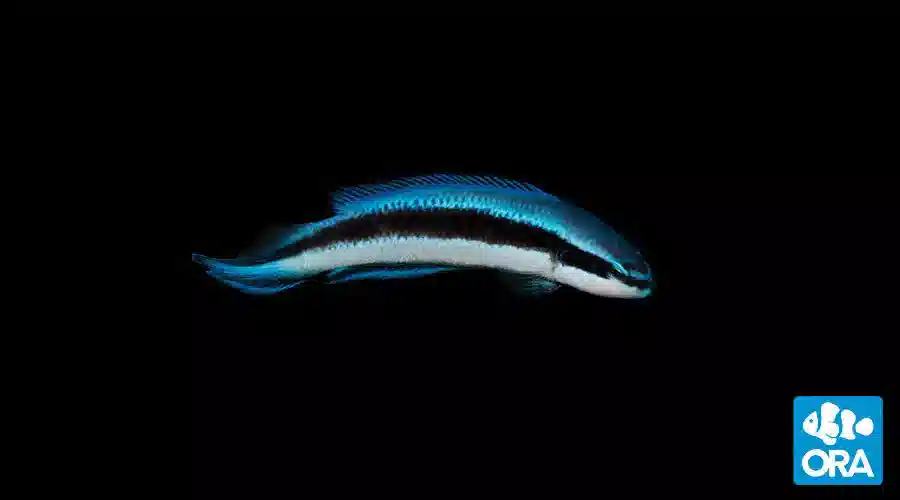 ORA Electric Indigo Dottyback Captive-Bred