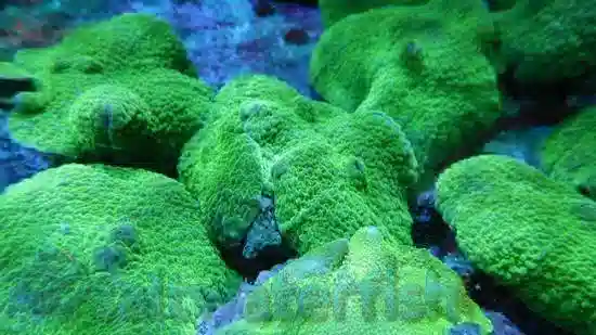 Mushroom Coral: Elephant Ear: Green