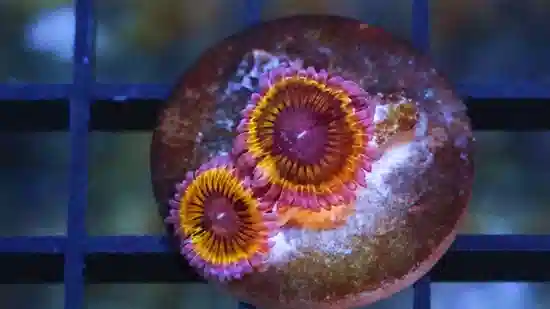 Zoanthid : Pink Lemonade - Aquacultured