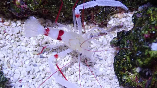 Zanzibar Coral Banded Shrimp